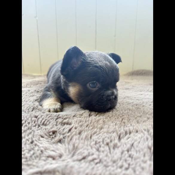 French Bulldog