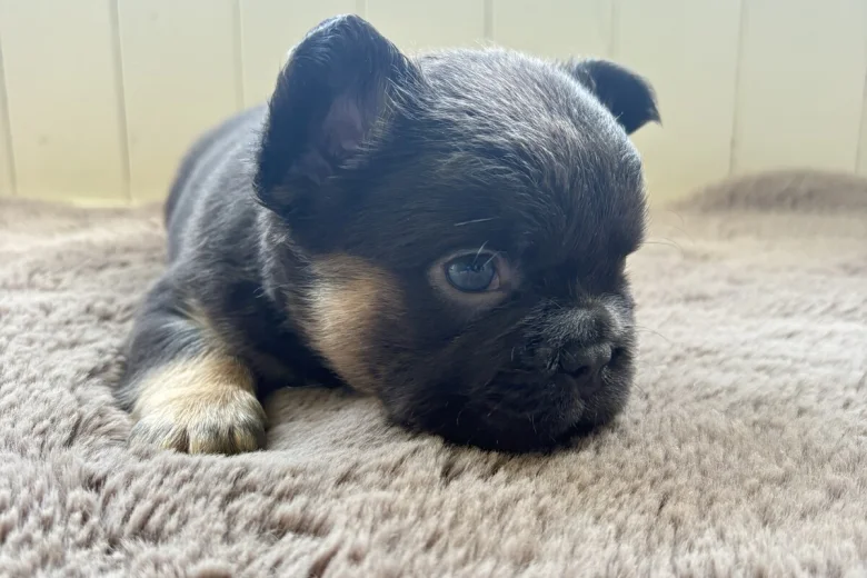 French Bulldog