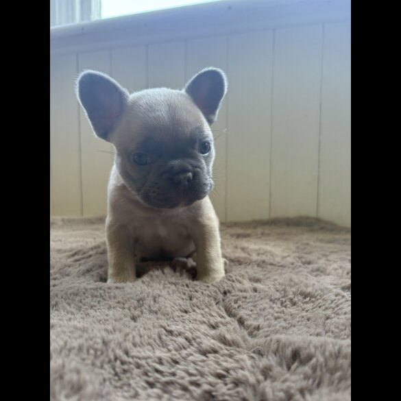 French Bulldog