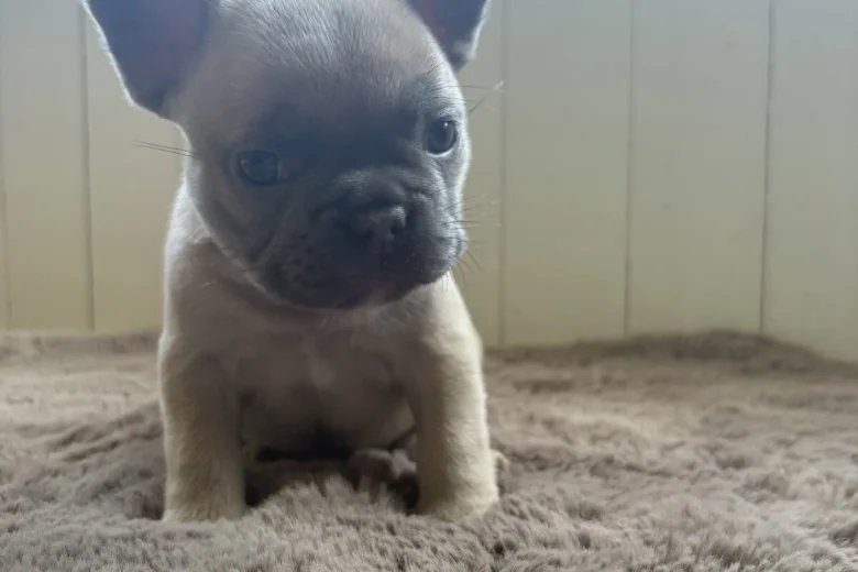 French Bulldog