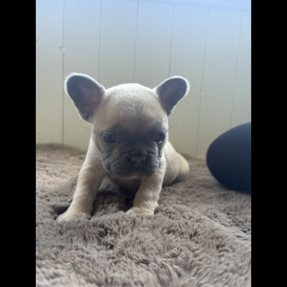French Bulldog