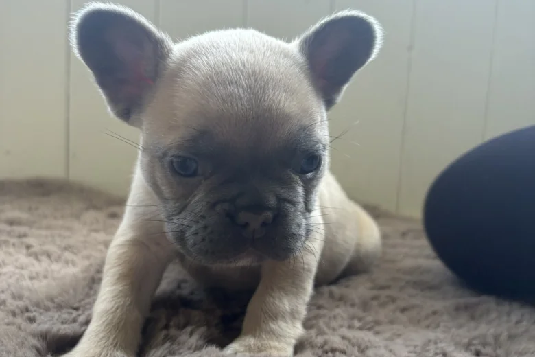 French Bulldog