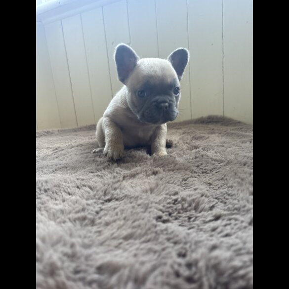 French Bulldog