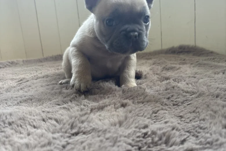 French Bulldog