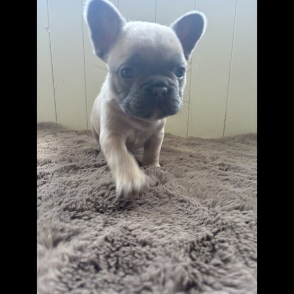 French Bulldog