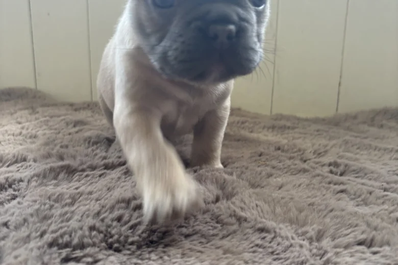 French Bulldog