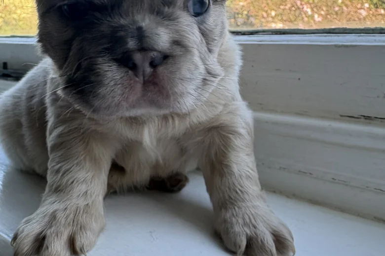 French Bulldog