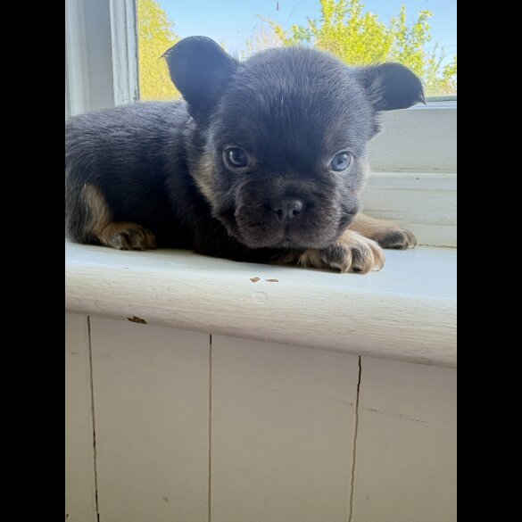 French Bulldog