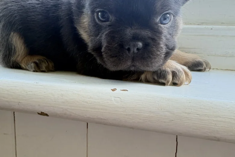 French Bulldog