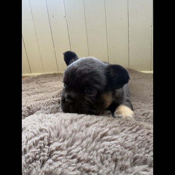 French Bulldog