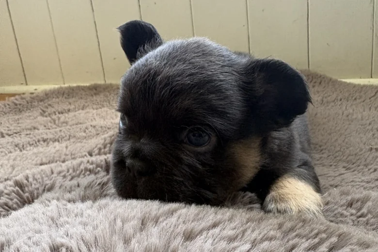 French Bulldog