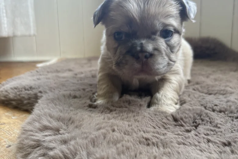 French Bulldog
