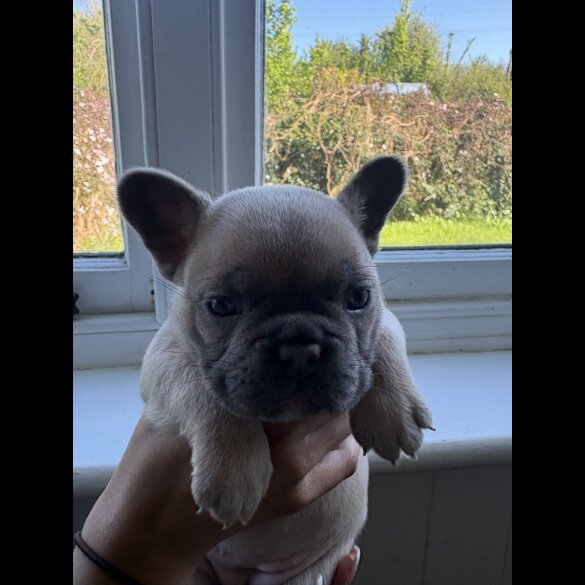 French Bulldog