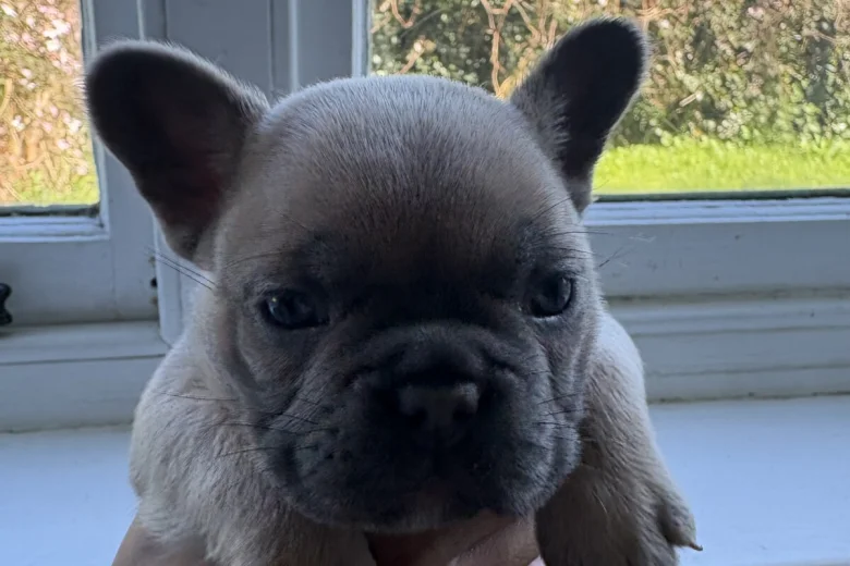 French Bulldog