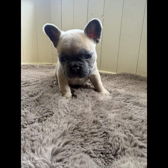 French Bulldog