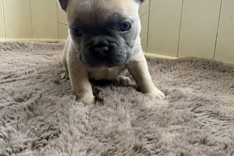 French Bulldog