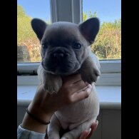 French Bulldog