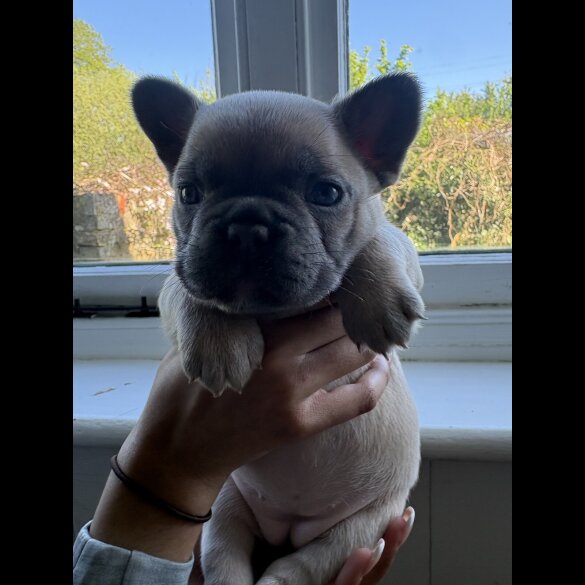 French Bulldog