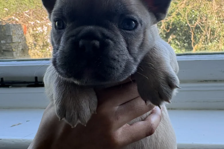 French Bulldog