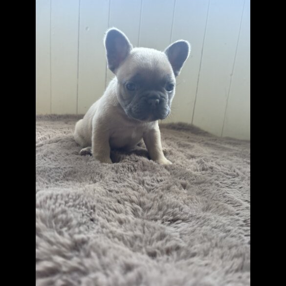French Bulldog