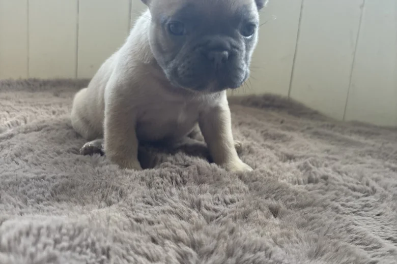 French Bulldog
