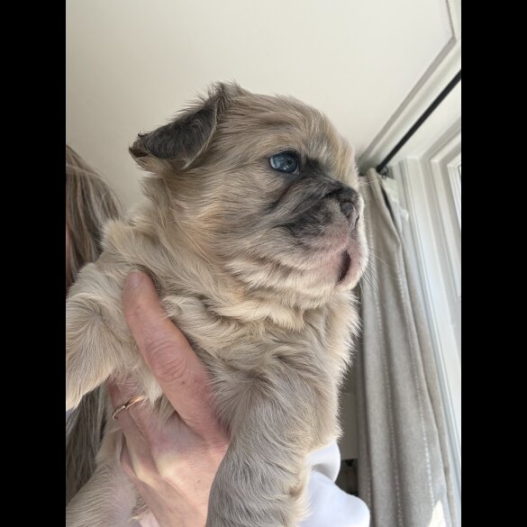 French Bulldog