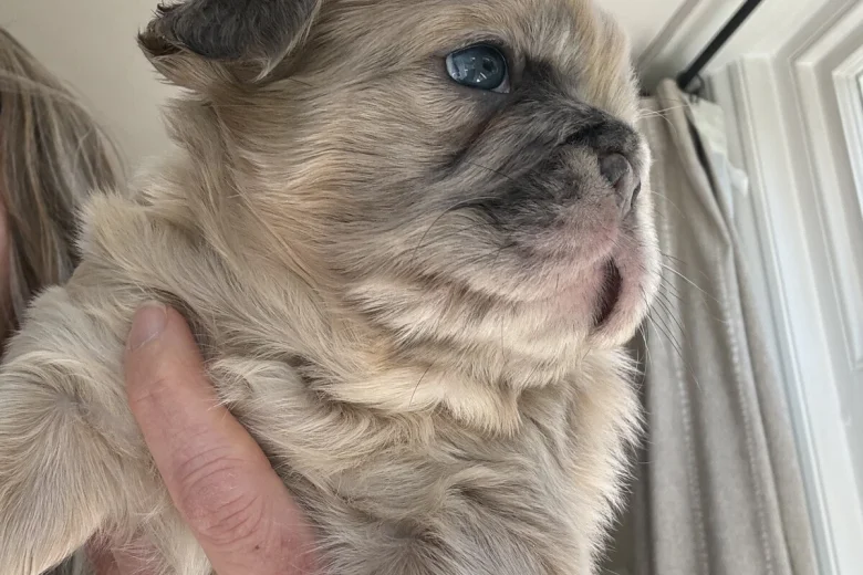 French Bulldog