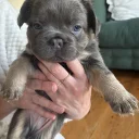 French Bulldog