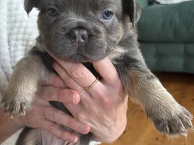 French Bulldog