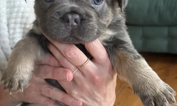 French Bulldog