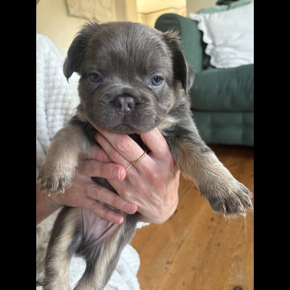 French Bulldog