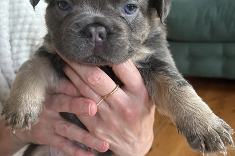 French Bulldog
