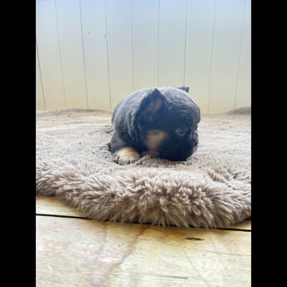 French Bulldog