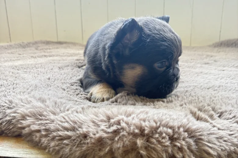 French Bulldog