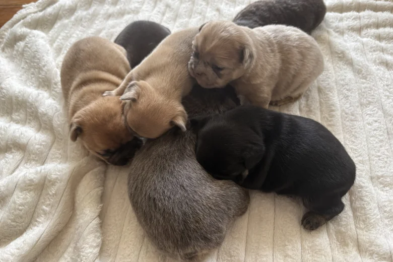 French Bulldog
