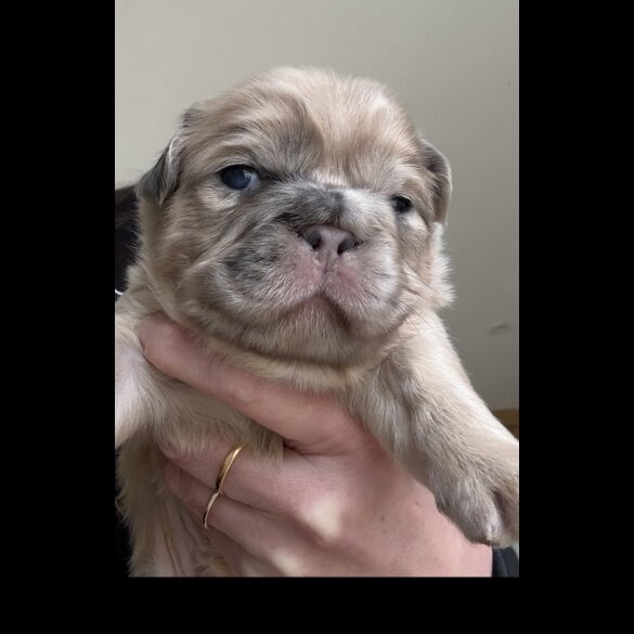 French Bulldog