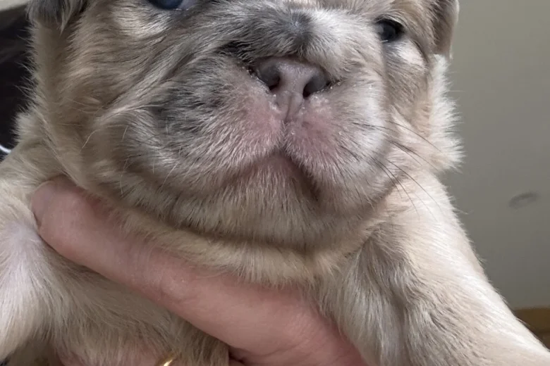 French Bulldog