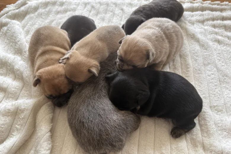 French Bulldog