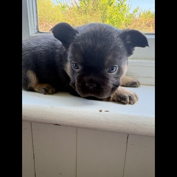 French Bulldog