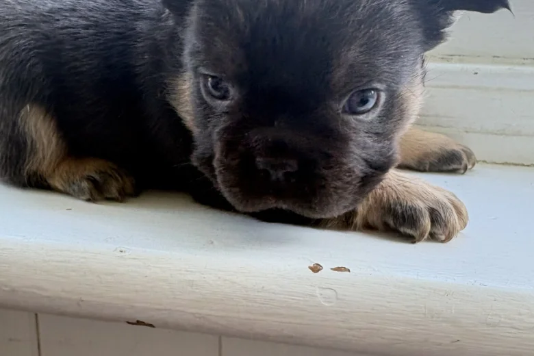 French Bulldog