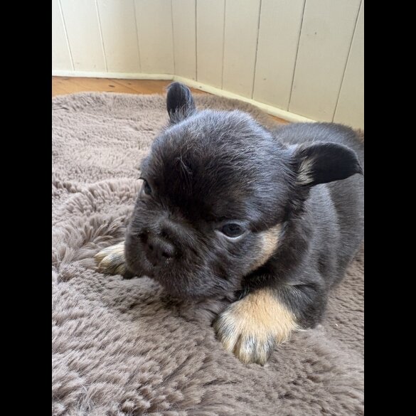 French Bulldog
