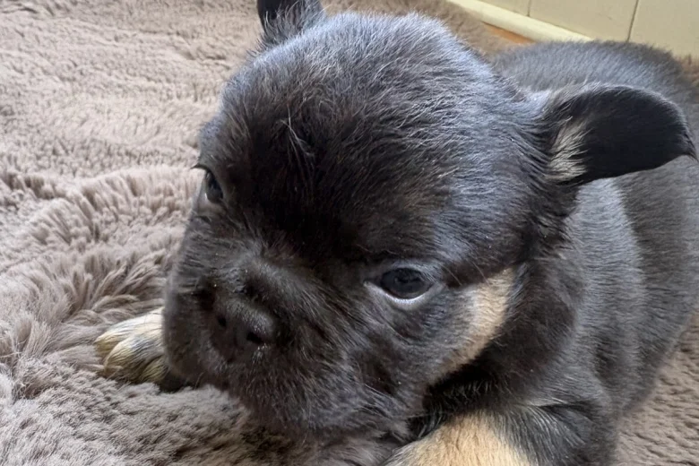 French Bulldog