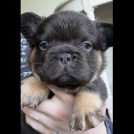 French Bulldog