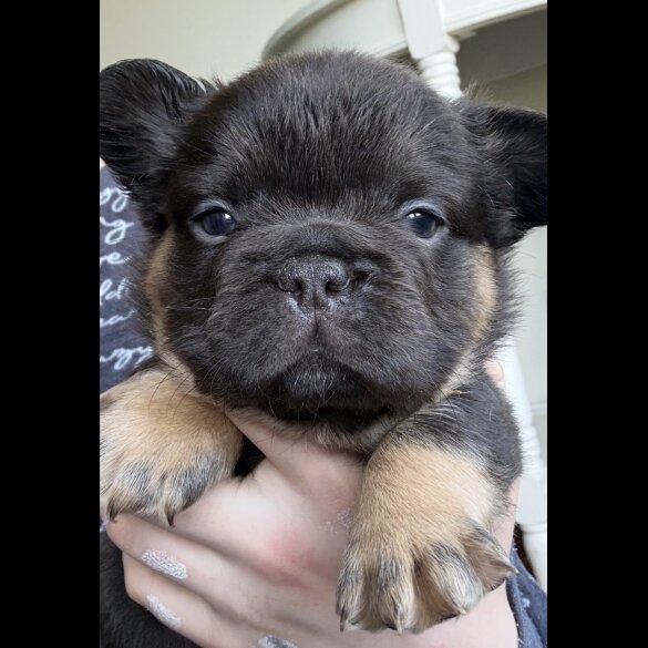 French Bulldog
