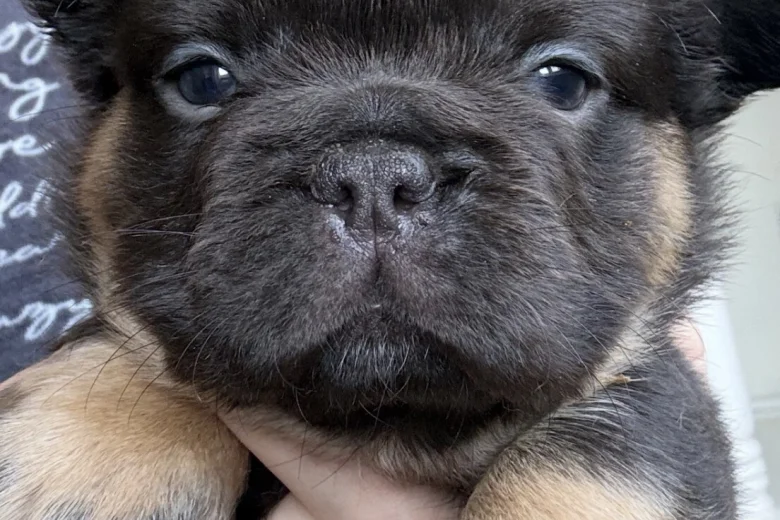 French Bulldog