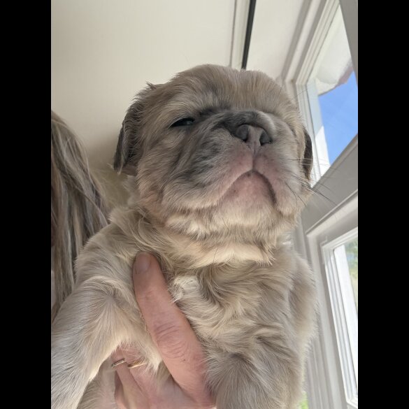 French Bulldog
