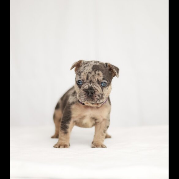 French Bulldog