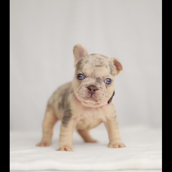 French Bulldog