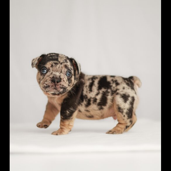 French Bulldog