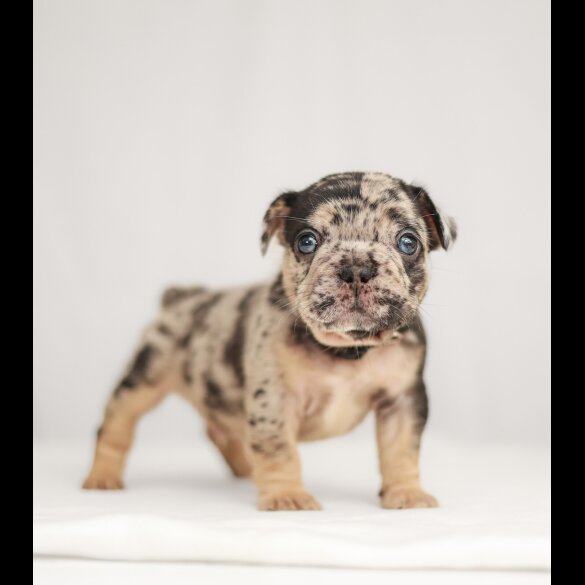 French Bulldog